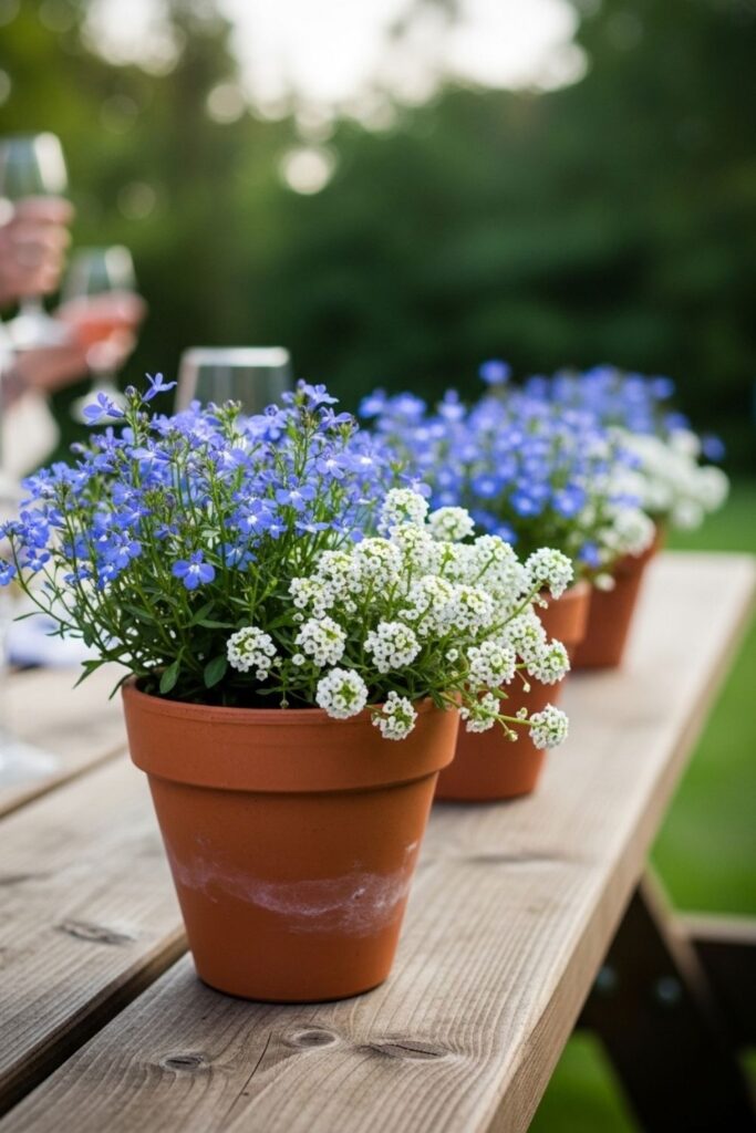 Potted Blue Lobelia and White Alyssum